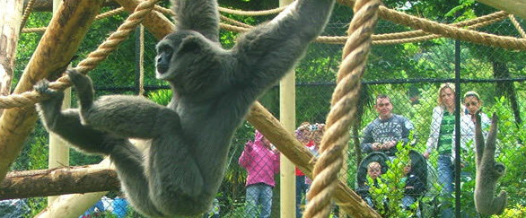 Monkey at Belfast Zoo